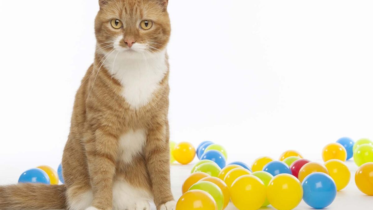 cat photo