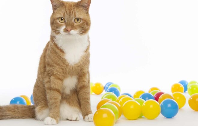 cat photo